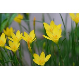 Zephyranthes citrina 'Yellow Rain Lily' 10 Bulbs/Traditional Flowers That Bloom Multiple Times All Summer by The Southern Bulb Company