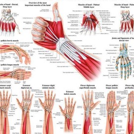 Anatomical Worldwide Muscles of the Hand Laminated Anatomy Chart