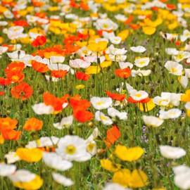 Montana Wildflower Seed Mix - Over 48,000 Premium Seeds - by 'createdbynature'