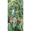 Premium Vanilla Beans, 6 Pieces, 15-16 cm Long, Packed in