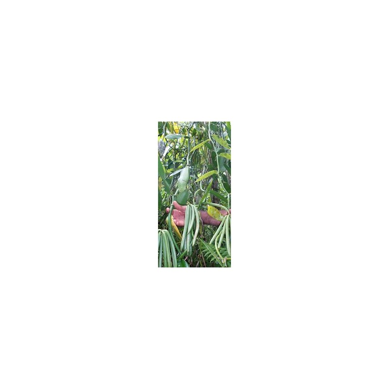 Premium Vanilla Beans, 6 Pieces, 15-16 cm Long, Packed in