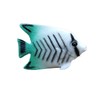 AKORD Plastic Model Fish
