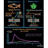 NSN | Omega 3 Algae ULTRA | DHA y EPA
