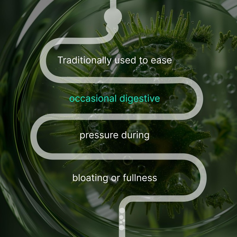 IBShield Tincture 100ml | 6+3=9 Herbs | Iberis Amara, Peppermint,