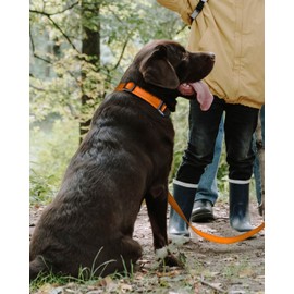 TagME Reflective Nylon Dog Collars, Adjustable Classic Dog Collar with Quick Release Buckle for Large Dogs, Orange, 1.0" Width