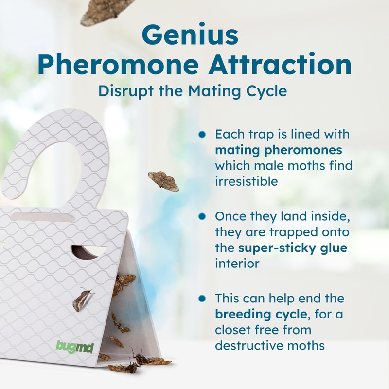 BugMD Clothes & Pantry Moth Traps (6 Count) – Sticky