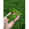 BioLogic Non-Typical Clover Food Plot Seed for Deer, 8-Pound (plants
