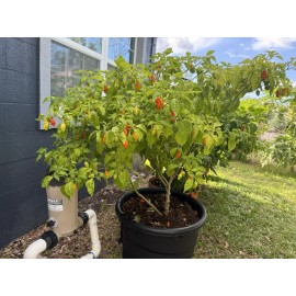 Pepper 25 Trinidad Pimento Pepper Seeds, No Heat Great Flavor, Florida Grown, 2025 Crop