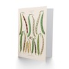 Artery8 Ernst Benary Art Card Kidney and Snap Beans Varieties