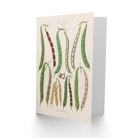 Artery8 Ernst Benary Art Card Kidney and Snap Beans Varieties