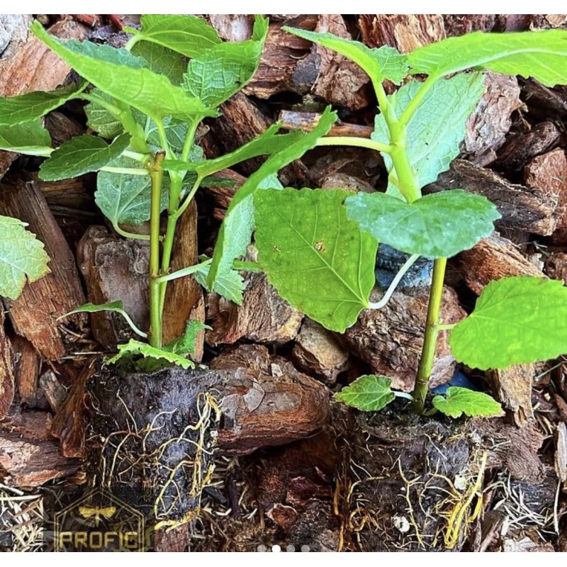 Profig Fig Trees “Yellow Long Neck" 4 Pack!