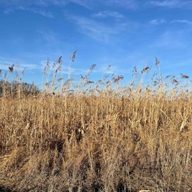 TnT Seed Company Annual Upland Game Bird Food Mix, Food Plot Seed, 1/4 Acre, Provides Both Feed and Cover for Wildlife, Grows 4 to 8 Feet Tall, Pheasants, Turkeys, Quail, Deer