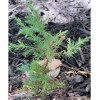 Tree Eastern Red Cedar Tree Juniperus Virginiana 5"Rescue Seedling* Ball
