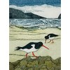 Wild Birds Pocket Notebook: Oystercatcher