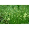 Perennial Farm Marketplace Juncus effusus (Common Soft Rush) Ornamental Grass,