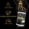 PVL Creapure Creatina - 100% Puro Polvo de Monohidrato de