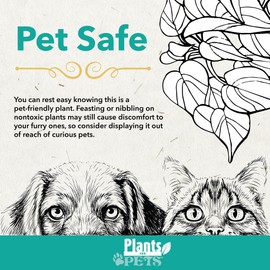 Plants for Pets Calathea Makoyana, Pet Friendly Prayer Decor in 6" White Pot, Live Houseplant Gift, Cat Safe, Decorative Desk House Plants by Plants for Pets