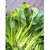 TomorrowSeeds Yu Choy Sum Seeds | 70D Improved Gai Lan