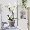 Lanccona Orchid Pot, 7 Inch 8 Pack Orchid Pots with