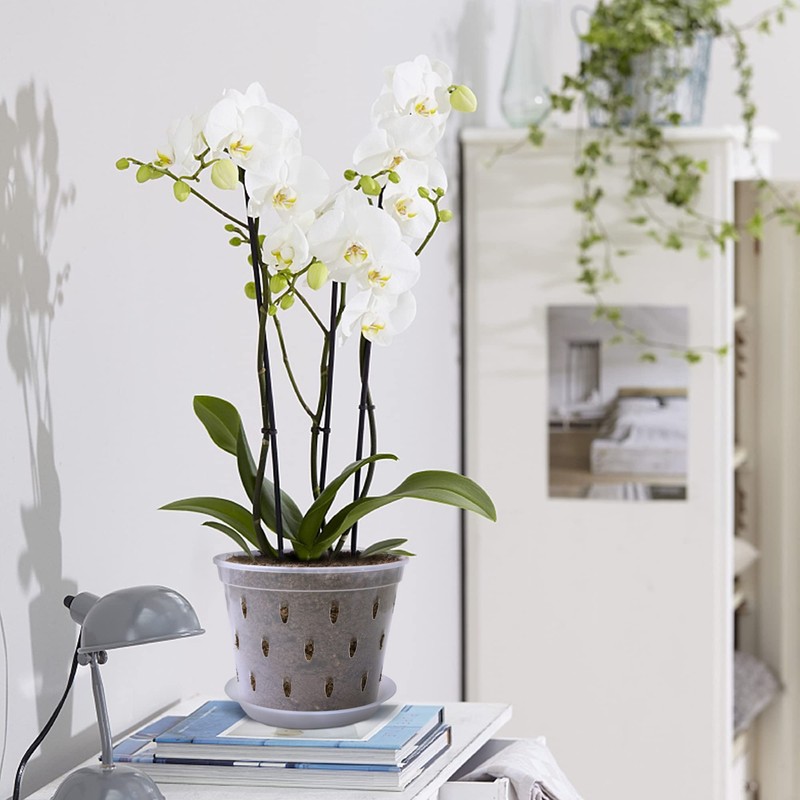 Lanccona Orchid Pot, 7 Inch 8 Pack Orchid Pots with