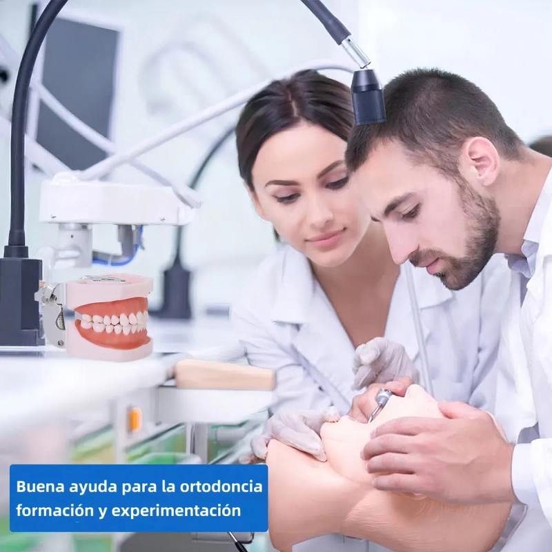 Tipodonto Dientes Articulado Tipo Nissiin Encía Suave