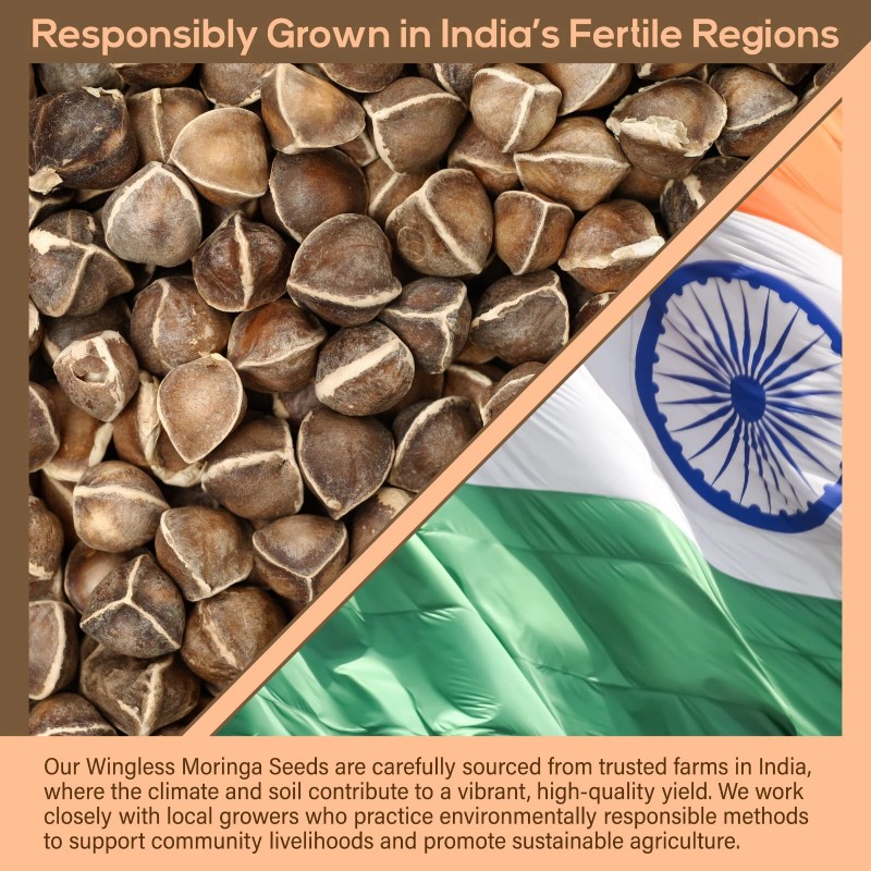 200 Moringa Oleifera Seeds 2 oz. WINGLESS Fresh Organic Semillas