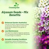 Outsidepride Mixed Alyssum Seeds - 2000 Pcs Annual, Drought-Tolerant &