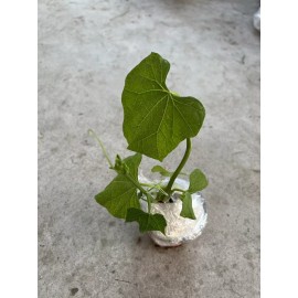 Chayote Plant 1 Chayote Squash Plant 8” With Pot Mirliton Live Plant Ready To Plant
