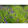 Lowhill Valley Skullcap Root - Cut and Dried Scutellaria Baicalensis