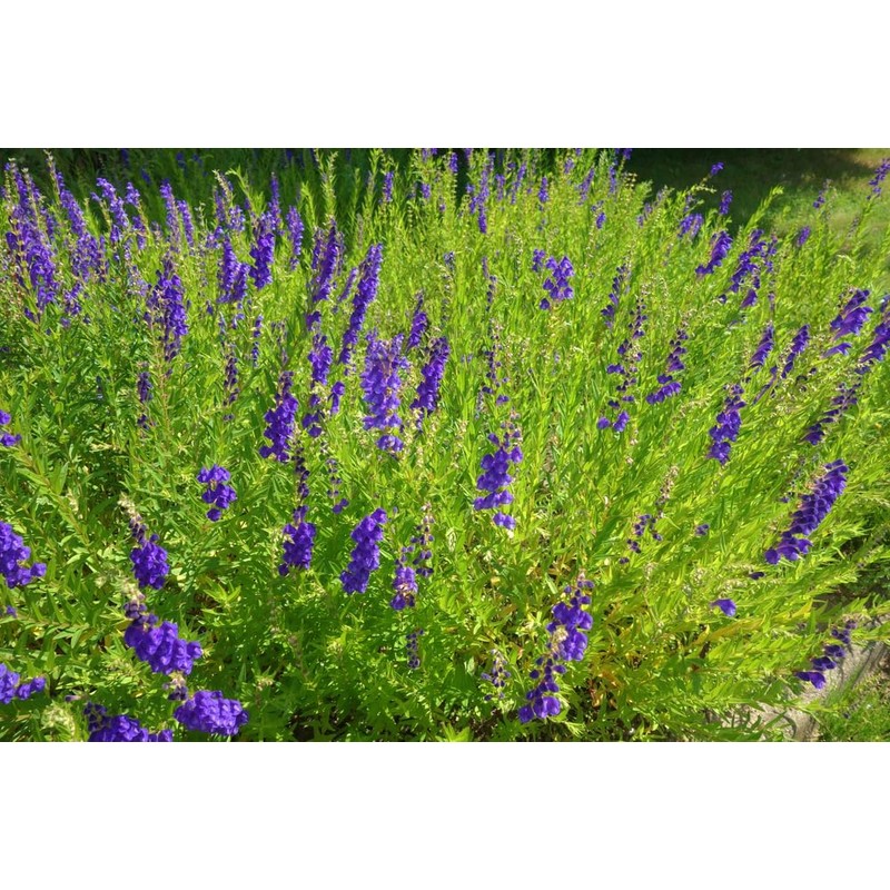 Lowhill Valley Skullcap Root - Cut and Dried Scutellaria Baicalensis