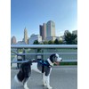ShawnCo Essential Dog Harness, No-Pull Pet Vest with 3 Leash