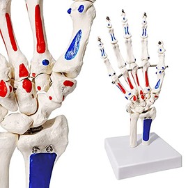 Evotech Hand Skeleton Model W/Articulated Joints Shows Portion of Ulna-Radius, W/Muscles Insertions & Origins Painted, W/Instruction Manual