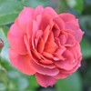 Own-Root One Gallon Hot Cocoa Floribunda Rose by Heirloom Roses