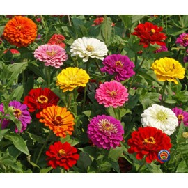1oz Zinnia California Giants Mix Flower Seeds Zinnia Elegans (Aprx 4200 Seeds)