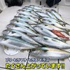 Lure, Metal Jig, 7.4 oz (210 g), Long Yellowtail, Inshore