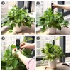 LangRay Moss Pole for Climbing Plants Monstera, Indoor Plant Supports,
