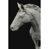 3dtotal Anatomy: Equine figure