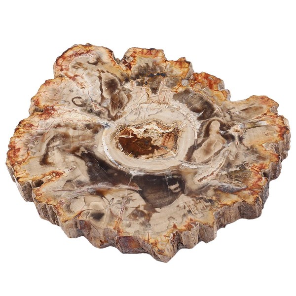 mookaitedecor Petrified Wooden Plate Stone Crystal Stones Tree Specimen Disc Minerals Stones Crystals Druze for Reiki Healing Home Office Feng Shui Decoration Meditation