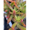 Jade RARE 2 STUNNING Crassula Capitella 'Campfire' with roots- Jade