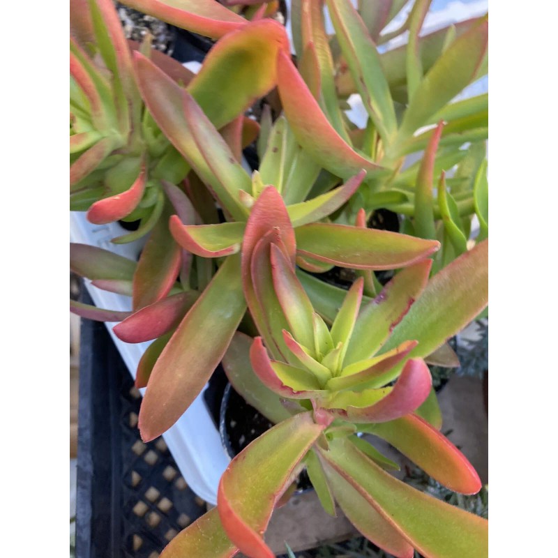 Jade RARE 2 STUNNING Crassula Capitella 'Campfire' with roots- Jade