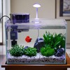 3 Gallon Glass Small Fish Tank, Betta Fish Tank Starter