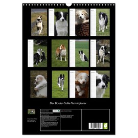 Der Border Collie Terminplaner (Wandkalender 2025 DIN A3 hoch), CALVENDO Monatskalender [Calendar] Lindert-Rottke, Antje