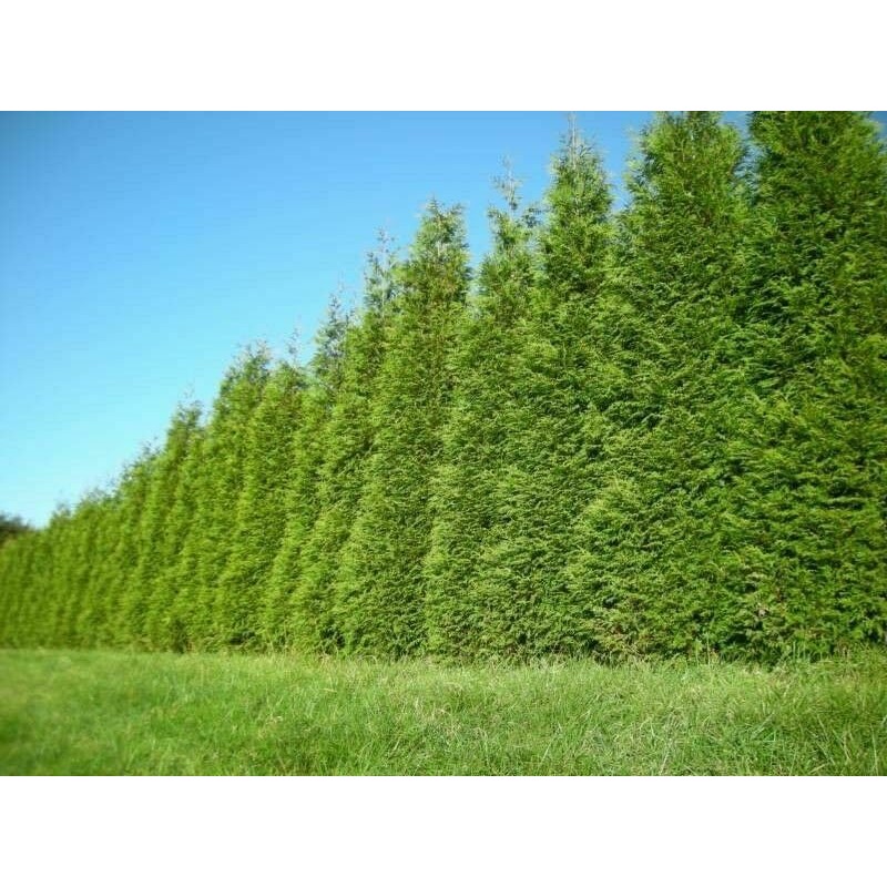 Arborvitae Green Giant 12-18" Tall Live Plant in 4" Pot