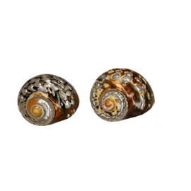 Generic 2pc African SARMATICUS/Inspected First Quality Shells/Turbo Seashell/Highly Polished Collectible/Beach Decor Wedding Accent Seashells/SS-385t, Mostly Olive Green