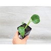 Monstera Deliciosa Live Plant - Evergreen Table Plant | Indoor