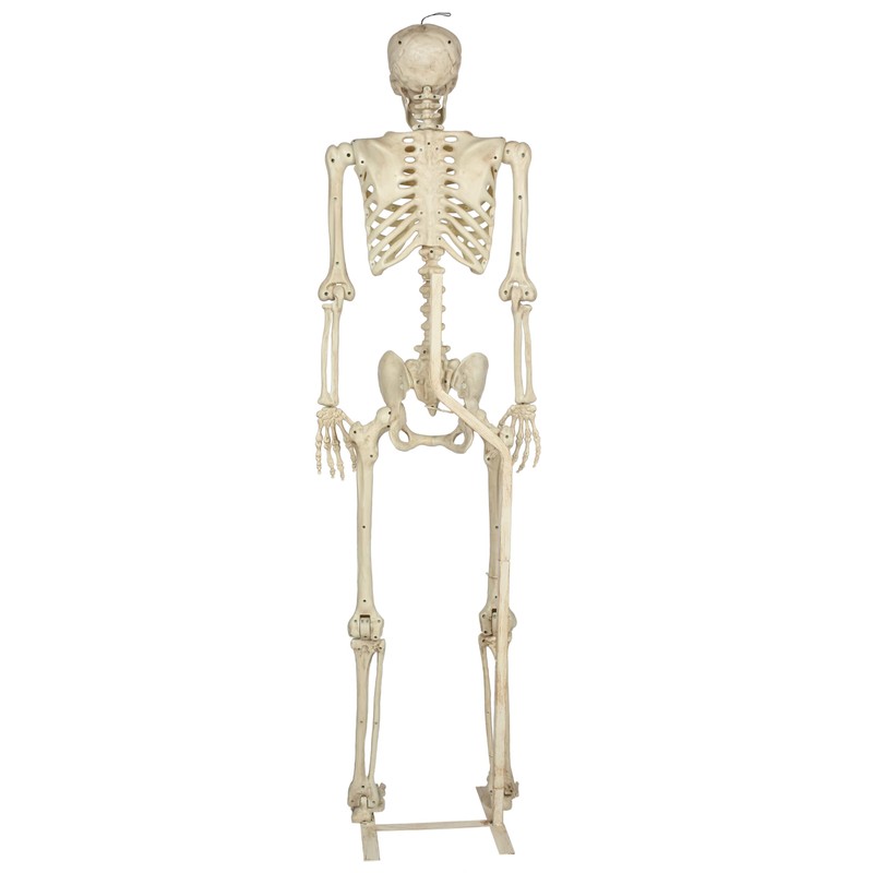Crazy Bonez Pose-N-Stay Metal Stand for 60 Inch (5 Ft.)