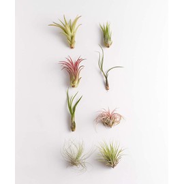 Shop Succulents | Assorted Live, Hand Selected Variety Pack of Air Plants | Collection of 8
