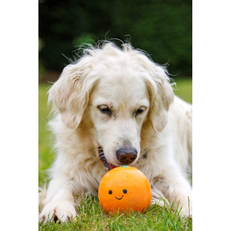 Petface Latex Orange Soft Chew Dog Toy, Large