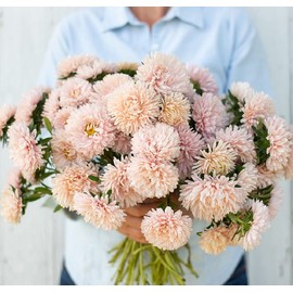 David's Garden Seeds Flower Aster King Size Apricot 100 Non-GMO, Heirloom Seeds