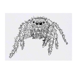 'Hairy Tarantula' Temporary Tattoo - Water Resistant, Skin-Safe, Non-Toxic Transfer (TO00021954)